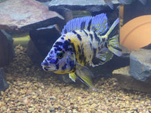 GOURMET FLOATING & SINKING LARGE MIX,ABF91