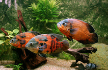 GOURMET FLOATING & SINKING LARGE MIX,ABF91