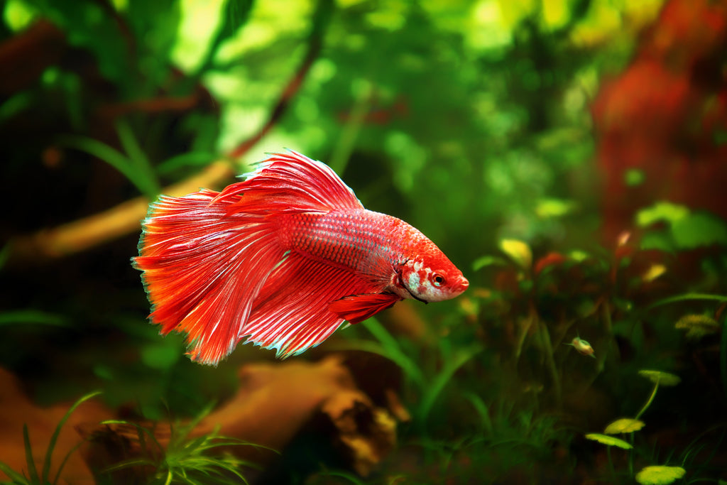 ABF SMALL FLOATING & SLOW SINKING SUPER BETTA MIX #3 ABF120