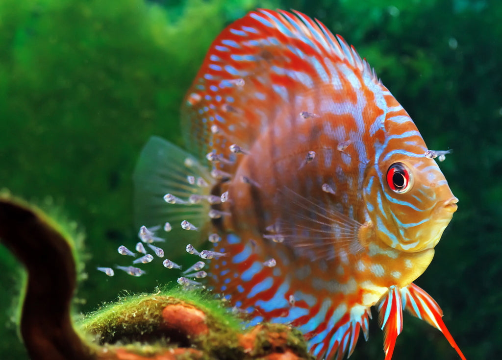 AABF Ultra+ High Protein Cichlid Flake,Spirulina,Garlic,Brine Shrimp,K