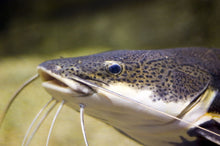 GOURMET FLOATING & SINKING LARGE MIX,ABF91