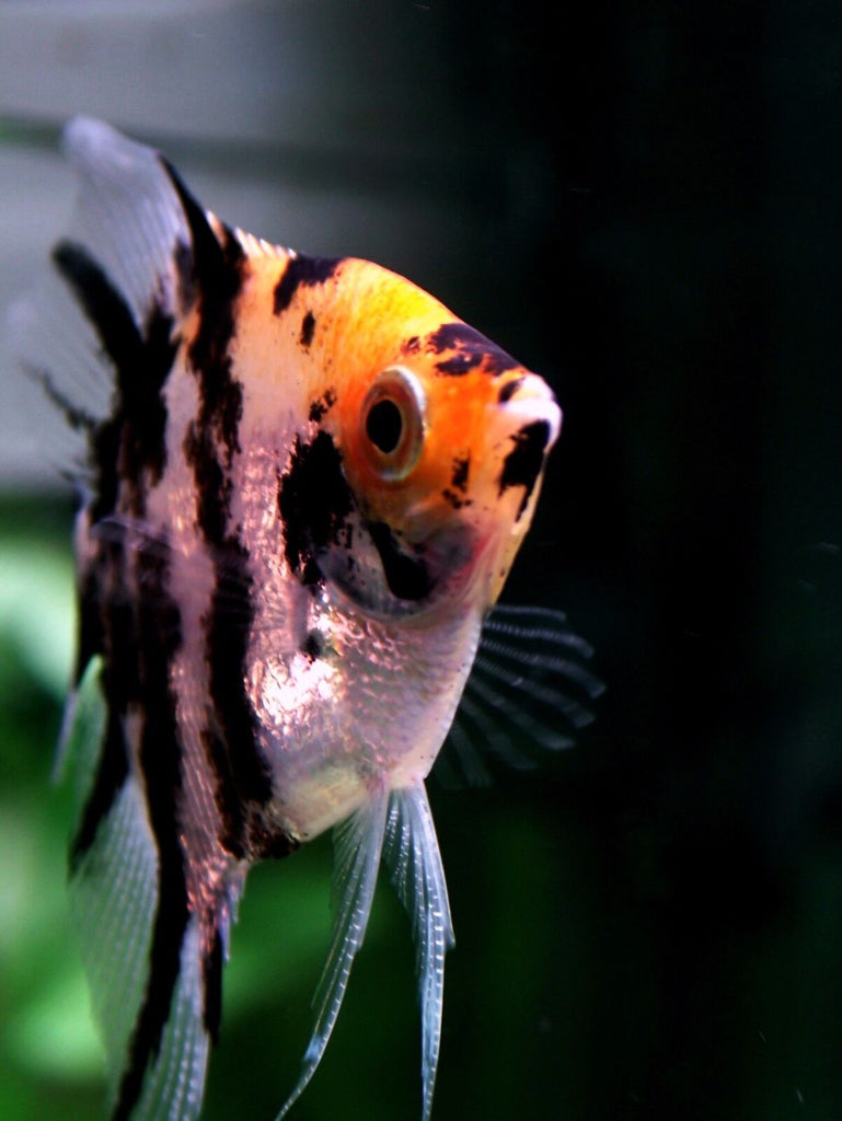 ABF Ultra Beef Heart Flake Food Mix for Discus,Angelfish ABF304