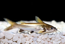 GOURMET FLOATING & SINKING LARGE MIX,ABF91