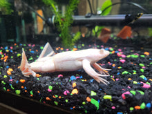 Juvenile Aquatic Frogs Soft Food Pellets 2.4mm,Blackworm,Salamander,Frog,Newts,A282BW (Copy)