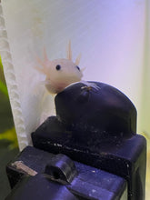 Baby Axolotl Soft Pellets 1.2 & BLACKWORM PELLETS 1.0 Frogs, Salamanders, newts ABF452