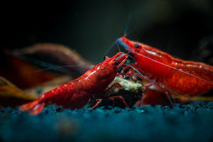 SUPER FRESHWATER CRAYFISH MIX #3 - ABF76