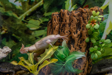 Baby Axolotl Soft Pellets 1.2 & BLACKWORM PELLETS 1.0 Frogs, Salamanders, newts ABF452