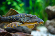 ABF Dehydrated Cory CatFish Food Treat,BSF,Shrimp,Spirulina,Krill ABFDBSF
