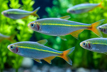ABF Soft Bits 1.2mm Tropical Fish Food Baby Axolotls Aquatic Dwarf Frogs A449
