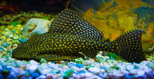 ABF Dehydrated Cory CatFish Food Treat,BSF,Shrimp,Spirulina,Krill ABFDBSF