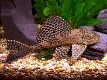 ABF Dehydrated Cory CatFish Food Treat,BSF,Shrimp,Spirulina,Krill ABFDBSF