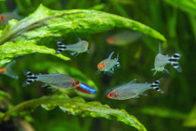 ABF Soft Bits 1.2mm Tropical Fish Food Baby Axolotls Aquatic Dwarf Frogs A449