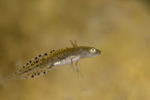 ABF Soft Bits 1.2mm Tropical Fish Food Baby Axolotls Aquatic Dwarf Frogs A449