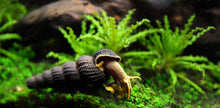 ABF AQUATIC FRESHWATER SNAIL FOOD MIX with MINI SPIRULINA WAFERS- ABF1