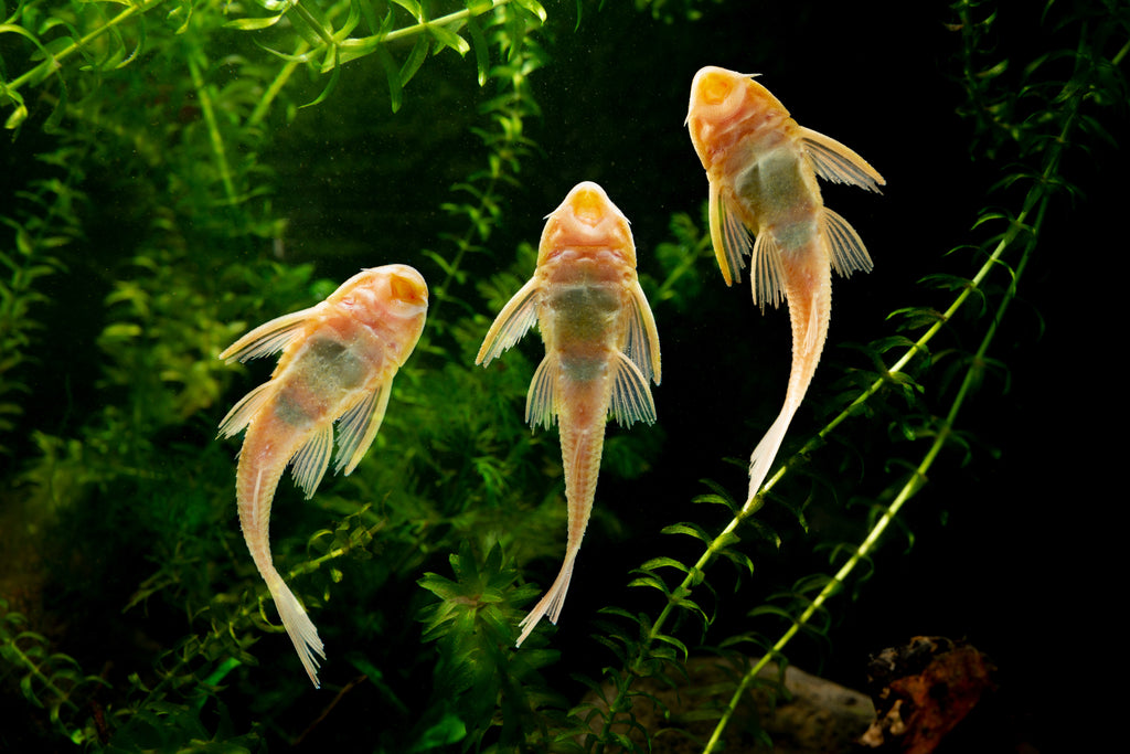 ABF Dehydrated Pleco Food Treat,Snello,Shrimp,Spirulina,Krill ABFDpl ...
