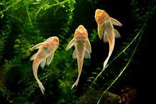 ABF Dehydrated Cory CatFish Food Treat,BSF,Shrimp,Spirulina,Krill ABFDBSF