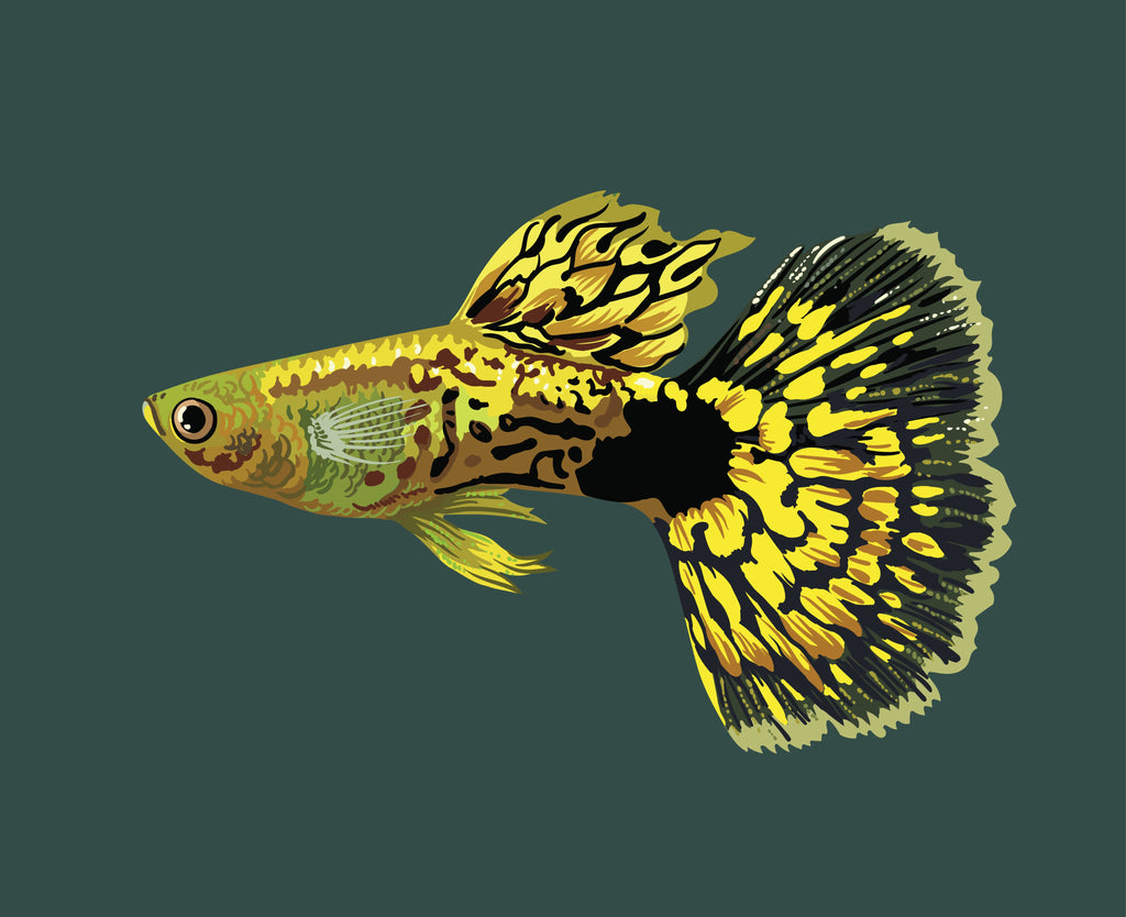 Home Fish Insect ABF Ultra Immune Booster & Vitamin & Insect Tropical Fish Small Flake ...