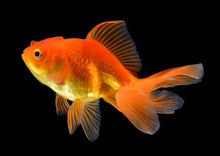 ABF ULTRA FLOATING COLOR & GROW MIX,Koi,Goldfish,Pond Fish ,ABF258