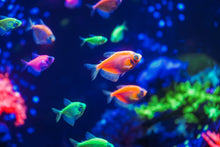 ABF Soft Bits 1.2mm Tropical Fish Food Baby Axolotls Aquatic Dwarf Frogs A449