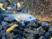 Baby Axolotl Soft Pellets 1.2 & BLACKWORM PELLETS 1.0 Frogs, Salamanders, newts ABF452