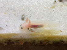 Baby Axolotl Soft Pellets 1.2 & BLACKWORM PELLETS 1.0 Frogs, Salamanders, newts ABF452