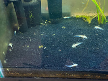 Baby Axolotl Soft Pellets 1.2 & BLACKWORM PELLETS 1.0 Frogs, Salamanders, newts ABF452