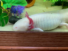 ABF LARGE AXOLOTL SOFT FOOD PELLET MIX, 6.3mm & LARGE BLOODWORM STICKS - ABF7XXL