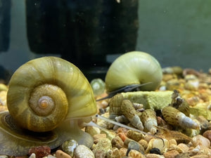 ABF SNELLO Snail Food Mix For Aquatic Snails,15% Calcium,Spirulina,Krill,Peas K1