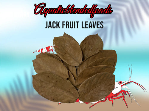 ABF Jack Fruit Leaves Freshwater Cherry Shrimp, Dwarf Shrimp Tank, Betta Fish