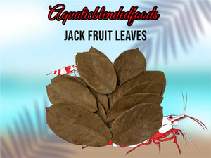 ABF Jack Fruit Leaves Freshwater Cherry Shrimp, Dwarf Shrimp Tank, Betta Fish