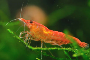 AQUATIC SNAIL FOOD MIX WITH CALCIUM, -Shrimp,crayfish,Snails,Fish Food,ABF330