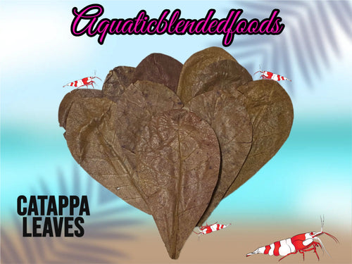 ABF Catappa Leaves Shrimp Tank Freshwater Blackwater Aquarium Isopods Betta Fish