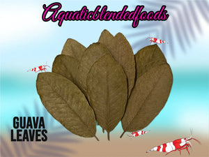 ABF GUAVA Leaves Freshwater Cherry Shrimp, Dwarf Shrimp Tank, Betta Fish