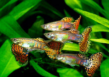 ABF Nano Guppy Bit Mix with Krill,Spirulina,Garlic,Squid,Shrimp.Tetras,Guppies, ABF336G