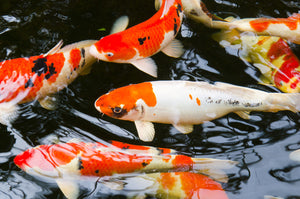 ABF ULTRA FLOATING COLOR & GROW MIX,Koi,Goldfish,Pond Fish ,ABF258