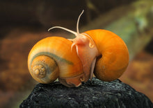 ABF SNELLO Snail Food Mix For Aquatic Snails,15% Calcium,Spirulina,Krill,Peas K1