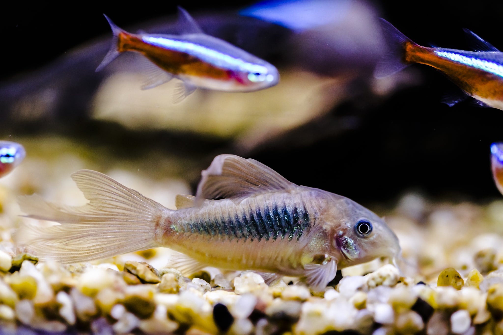 ABF Slow Sinking Insect High Protein Micro Mix - Small Pellets For Betta, Shrimp & Freshwater Fish